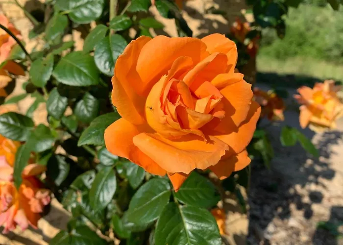 - Le Petit Noyer لو بوج